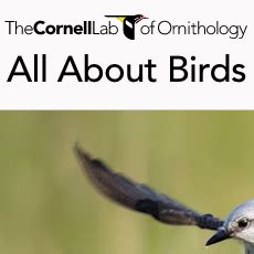 kira_swallows|Barn Swallow Overview, All About Birds, Cornell Lab of Ornithology.